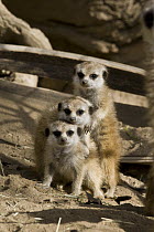 Meerkat (Suricata suricatta) trio, native to Africa