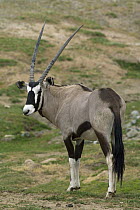 South African Gemsbok (Oryx gazella gazella), native to Africa