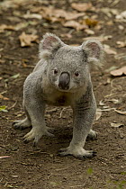 Queensland Koala (Phascolarctos cinereus adustus) walking across open ground, native to Queensland