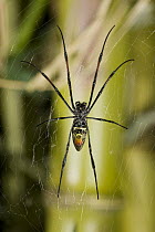 Orb-weaver Spider (Paraplectana sp) on web showing underside of abdomen, worldwide distribution