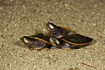Red-bellied Short-necked Turtle (Emydura subglobosa) babies, native to Australia