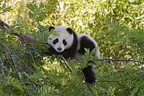 Giant Panda (Ailuropoda melanoleuca) resting in tree, native to China