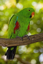 Eclectus Parrot (Eclectus roratus) male, native to Australia and southeast Asia