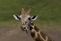 Rothschild Giraffe (Giraffa camelopardalis rothschildi) with long extended tongue, native to Africa