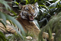Malayan Tiger (Panthera tigris jacksoni) snarling, native to Malaysia