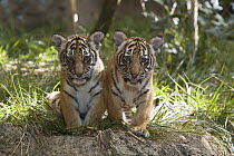 Malayan Tiger (Panthera tigris jacksoni) cubs, native to Malaysia