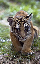 Malayan Tiger (Panthera tigris jacksoni) cub walking, native to Malaysia