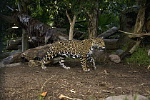 Jaguar (Panthera onca) walking, native to Central and South America