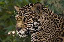Jaguar (Panthera onca) portrait, native to Central and South America