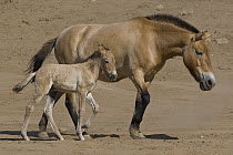 Przewalski's Horse (Equus ferus przewalskii) mother and foal walking, native to Asia
