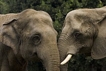 African Elephant (Loxodonta africana) and Asian Elephant (Elephas maximus), native to Africa and Asia