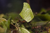 Leafcutter Ant (Atta cephalotes) carrying leaf, native to South America