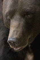 Brown Bear (Ursus arctos) portrait, native to Europe and North America