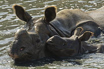 Indian Rhinoceros (Rhinoceros unicornis) mother and calf in water, native to India