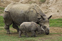 Indian Rhinoceros (Rhinoceros unicornis) mother and calf, native to India