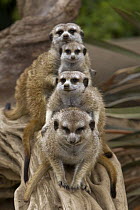 Meerkat (Suricata suricatta) group, native to Africa
