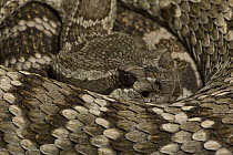 Southern Pacific Rattlesnake (Crotalus viridis helleri) coiled up showing head with sensory pit organ, North America