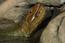 Guyana Caiman Lizard (Dracaena guianensis) eating prey, native to South America