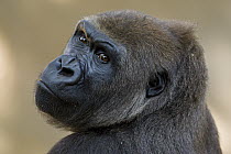 Western Lowland Gorilla (Gorilla gorilla gorilla) portrait, native to Africa