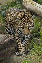 Jaguar (Panthera onca) walking, native to Central and South America