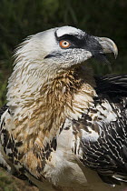 Bearded Vulture (Gypaetus barbatus), native to Africa, Europe, and Asia