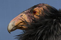 California Condor (Gymnogyps californianus) portrait, native to North America