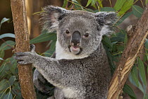 Queensland Koala (Phascolarctos cinereus adustus) in eucalyptus tree, native to Queensland