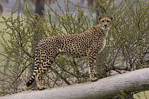 Cheetah (Acinonyx jubatus) on log, native to Africa and Asia
