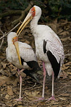 Yellow-billed Stork (Mycteria ibis) pair preening, native to Africa