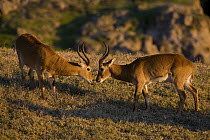 Kob (Kobus kob) males sniffing each other, native to Africa