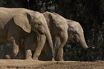 African Elephant (Loxodonta africana) trio, native to Africa