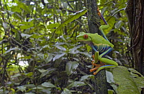 Red-eyed Tree Frog (Agalychnis callidryas) in rainforest understory, La Selva Biological Research Station, Costa Rica
