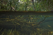 Screwpine (Pandanus sp) underwater stems and roots, Virachey National Park, Cambodia