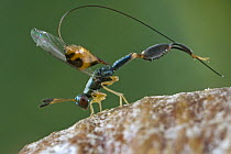 Wasp (Podagrion sp) cleaning its ovipositor after hatching from the ootheca of a preying mantis, Virachey National Park, Cambodia