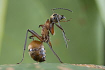Spiny Ant (Polyrhachis sp) cleaning antennae, Virachey National Park, Cambodia