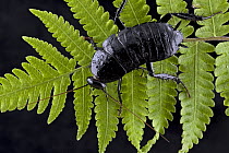 Cockroach (Eurycotis sp) on fern leaf, Tierras Morenas, Costa Rica