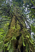 Lianas, ferns and moss covering tree trunk, Braulio Carrillo National Park, Costa Rica