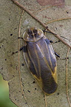 Giant Cockroach (Achroblatta luteola), a possible mimic of toxic firefly beetles, Las Alturas, Costa Rica