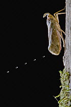 Lantern Bug (Enchophora rosacea) expelling droplets of honeydew, La Selva Biological Research Station, Heredia, Costa Rica