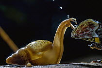 Land Snail (Euglandina sp) catching droplets of honeydew expelled by Fulgorid Planthopper (Phrictus quinquepartitus), La Selva Biological Research Station, Costa Rica