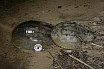 Horseshoe Crab (Limulus polyphemus) pair mating, with the larger female carrying white ID tag and radio transmitter, Bowers Beach, Delaware
