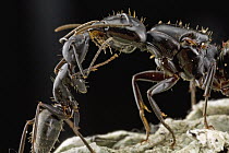 Black Carpenter Ant (Camponotus pennsylvanicus) worker feeding queen in nest, Woburn, Massachusetts