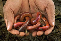 Earthworms, Atewa Range Forest Reserve, Atewa Range, Ghana