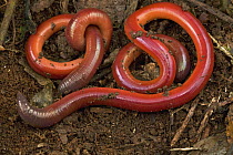 Earthworm pair, Atewa Range Forest Reserve, Ghana