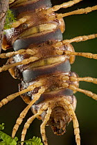 Millipede body and legs, Atewa Range Forest Reserve, Ghana