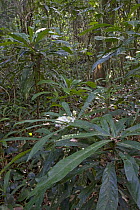 Rainforest interior with dense vegetation, Atewa Range Forest Reserve, Ghana