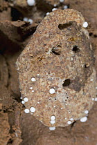 Fungi grown by termites in an underground nest, Ajenjua Bepo Forest Reserve, Ghana