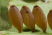Katydid (Tetraconcha sp) eggs on the surface of a leaf, Ajenjua Bepo Forest Reserve, Ghana