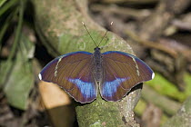 Right Hindwing (Euphaedra harpalyce) butterfly, Ajenjua Bepo Forest Reserve, Ghana