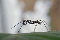 Stilt-legged Fly (Micropezidae), Mamang River Forest Reserve, Ghana